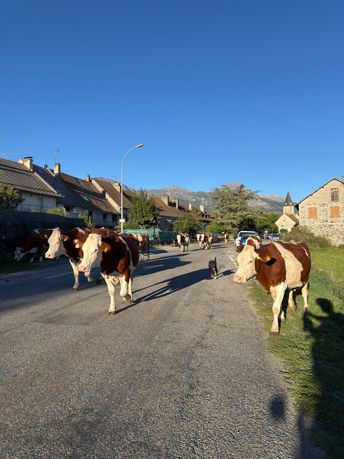 Troupeau de vaches traversant la rue du village de Poligny