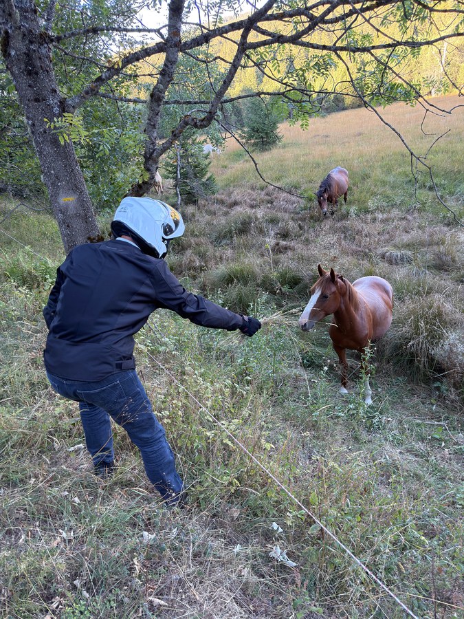Motard caressant un cheval en liberté au bord de la route du col Luitel