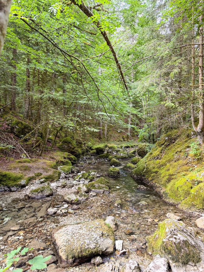 Le Guiers Vif coulant entre les blocs, en sous-bois