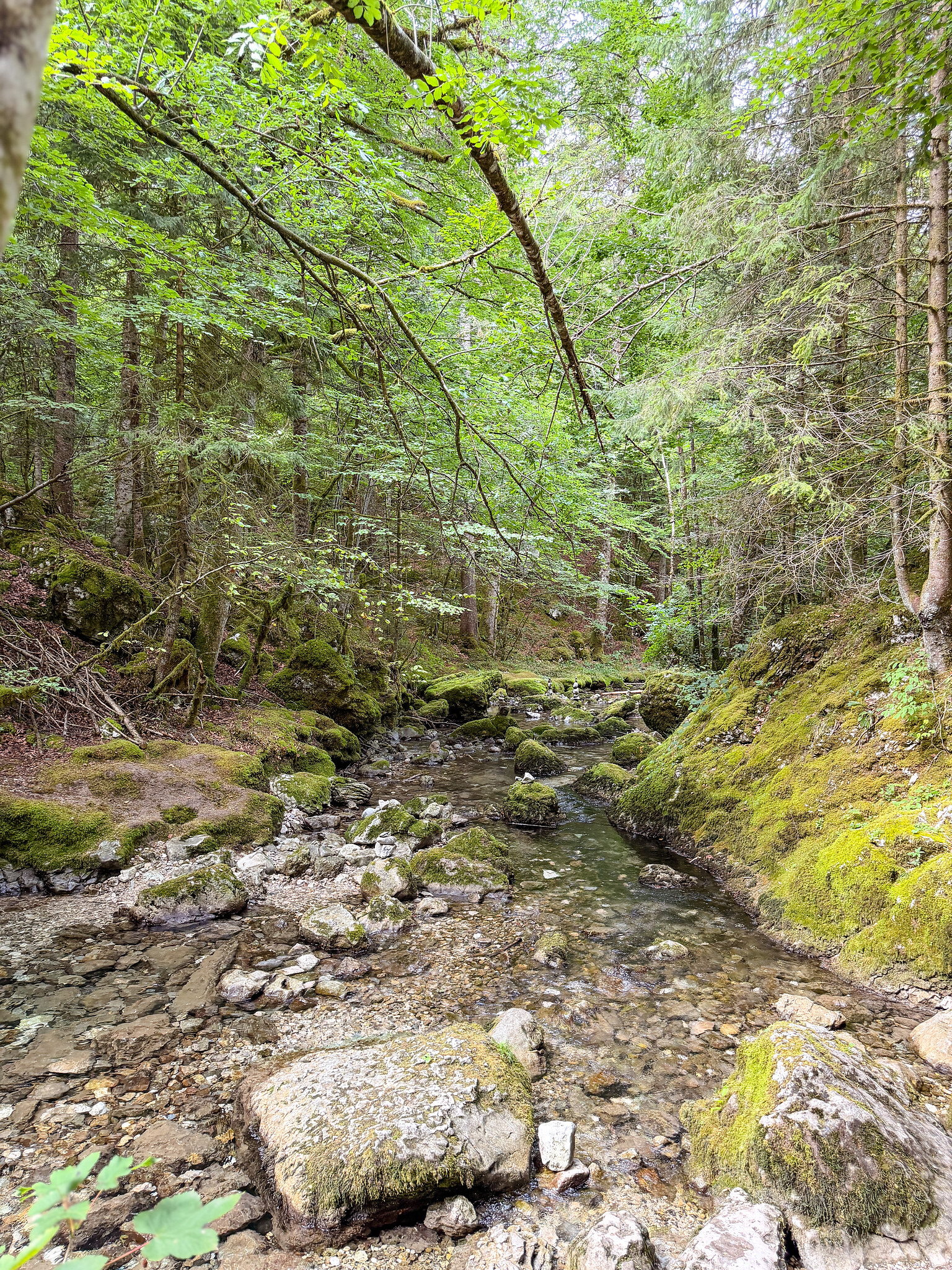 Le Guiers Vif coulant entre les blocs, en sous-bois