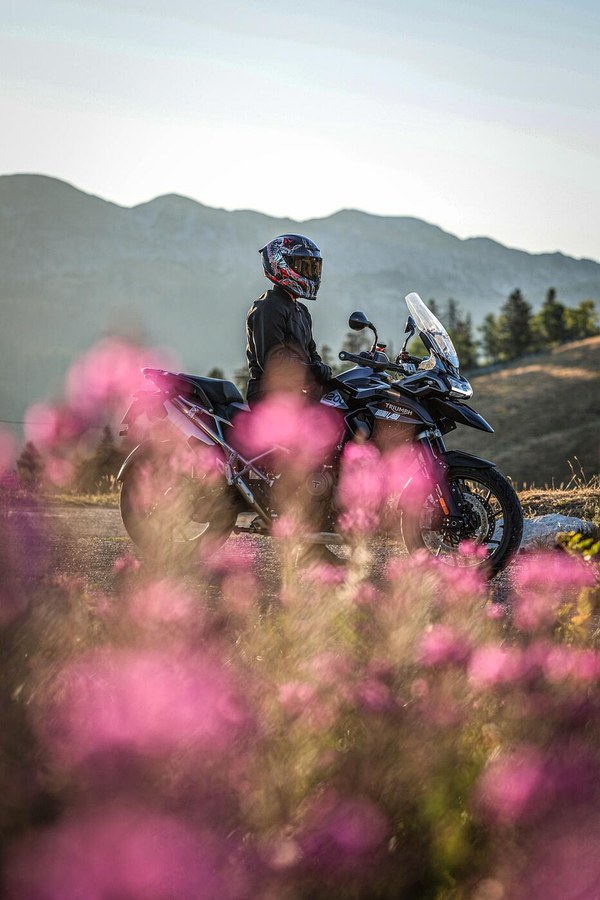 Les épilobes au premier plan et la Tiger Sport à l'arrêt, sur la route du Charmant Som