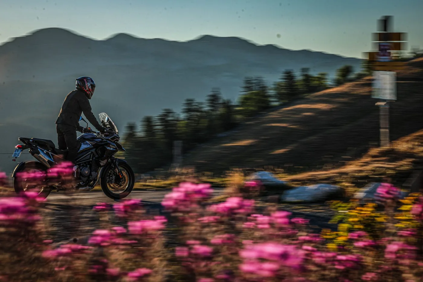 Moto Triumph de profil sur la route du Charmant Som, épilobes en fleurs au premier plan, en Chartreuse au départ de Grenoble